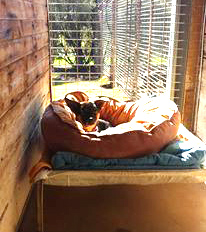 Pet accommodation - Relaxing-in-the-sun